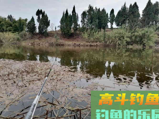 春季野钓鲫鱼的4个技巧分享,新手必看,让你更好的钓鱼 春季野钓鲫鱼的4个技巧分享,新手必看,让你更好的钓鱼