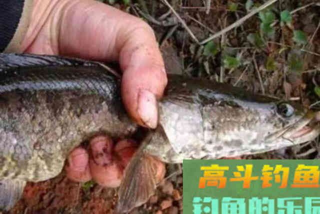 不是天热钓不到黑鱼，只因你没试过这狠招