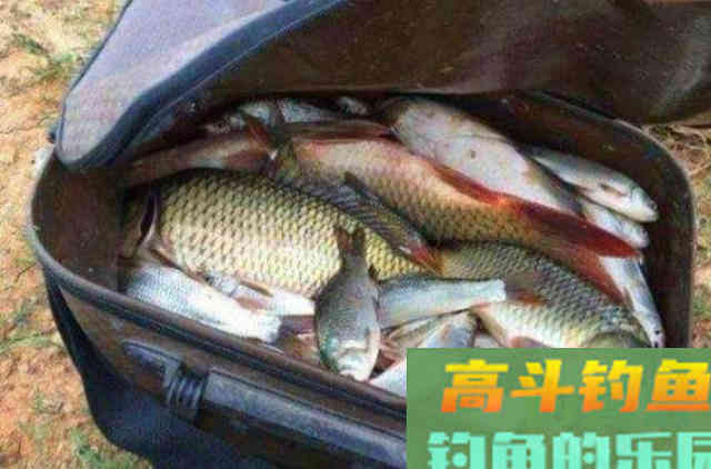 长话短说,秋天我就只服这鲤鱼钓法 长话短说,秋天我就只服这鲤鱼钓法