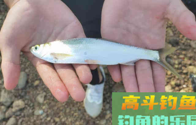 如何钓鲤鱼 如何钓鲤鱼