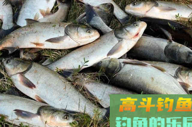 初秋还得用这鲢鳙钓法，百试不爽，钓完过后还想钓