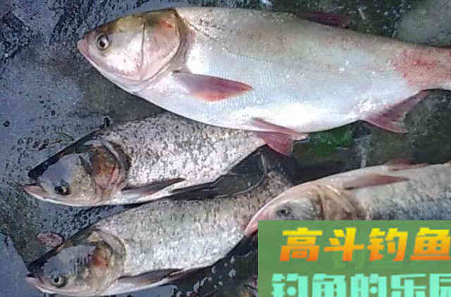 说了你可能不信,这才是对付鲢鳙鱼的最佳钓法 说了你可能不信,这才是对付鲢鳙鱼的最佳钓法