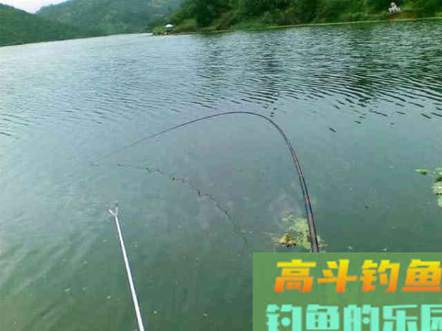 从3个方面掌握手竿钓鲢鳙的技巧，以后越钓越多