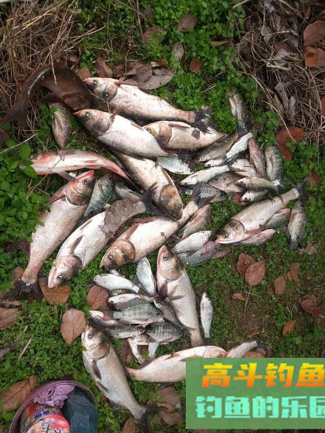 降温后钓鲢鳙攻略