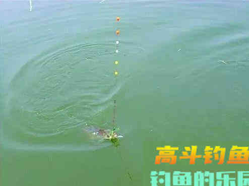 这种钓法不用饵，专门钓草洞、冰洞，上钩的全是大鲫鱼