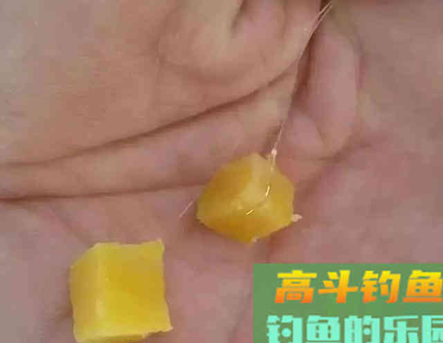 玉米钓不到鲤鱼,很有可能用法不对 玉米钓不到鲤鱼,很有可能用法不对