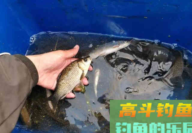 鲫鱼不吃饵那是离底了,初冬水温分层,别守深水钓底 鲫鱼不吃饵那是离底了,初冬水温分层,别守深水钓底