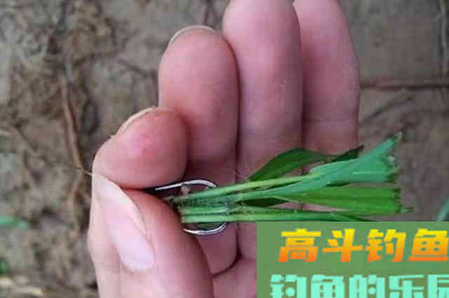 草鱼越大越不上钩?其实你错了 草鱼越大越不上钩?其实你错了