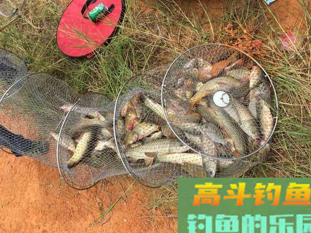 夏天野钓草鱼全攻略,钓位最重要,饵料岸边就有 夏天野钓草鱼全攻略,钓位最重要,饵料岸边就有