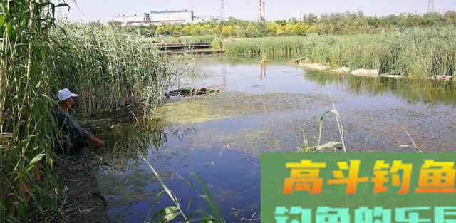 草鱼为何难钓?分析原因从它的生活习性入手 草鱼为何难钓?分析原因从它的生活习性入手