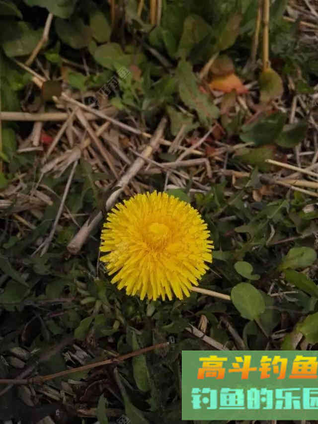 关于秋冬降温野钓鲫鱼的若干问题 关于秋冬降温野钓鲫鱼的若干问题