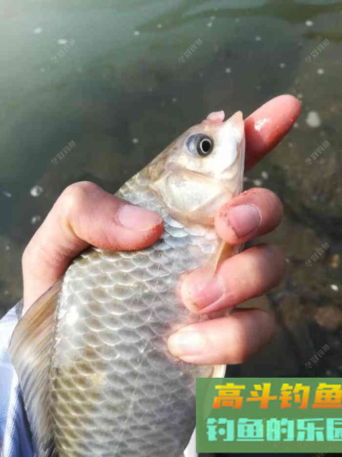 立春后，怎么钓板鲫，看这几招鱼获满满