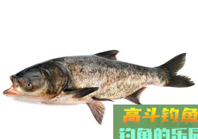 湖北百斤花鲢鱼王“寿终正寝” 湖北百斤花鲢鱼王“寿终正寝”