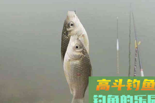 天气再冷我只需用这钓法,板鲫接二连三的上 天气再冷我只需用这钓法,板鲫接二连三的上