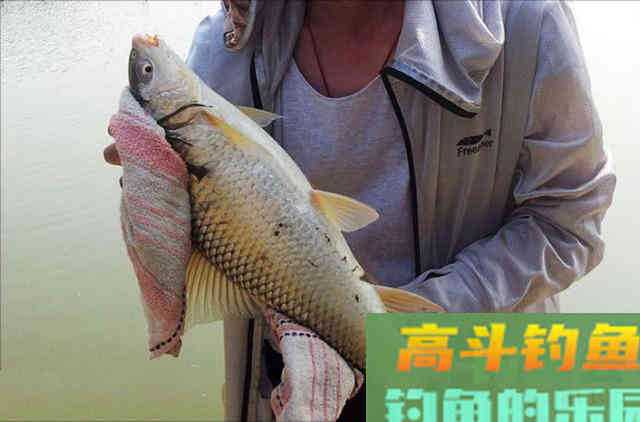 两斤的鲮鱼能切2.0的子线，这种鱼该如何垂钓？