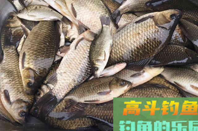 钓了三十年板鲫，如今才用这特色钓法