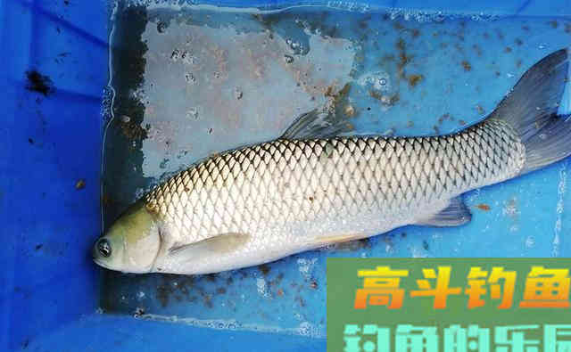 有人说是军鱼,也有人说是草鱼,这是什么鱼 有人说是军鱼,也有人说是草鱼,这是什么鱼