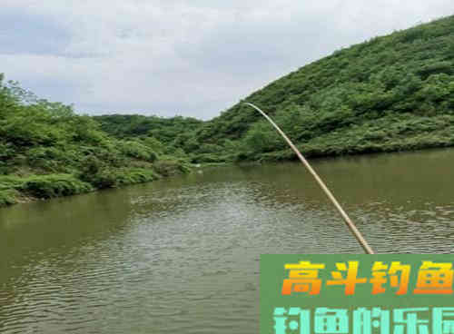 野生鲤鱼生性狡猾难钓,老钓友教你两招解决 野生鲤鱼生性狡猾难钓,老钓友教你两招解决