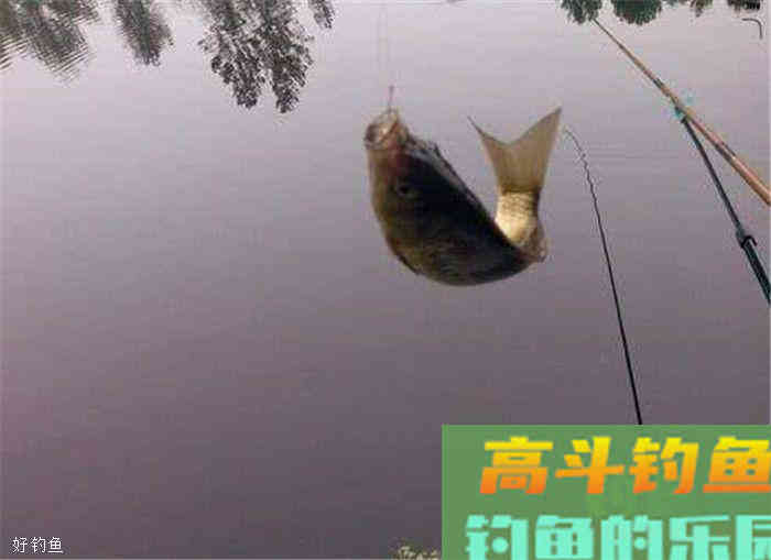 四种鲫鱼钓法，让你秋冬季也能爆护