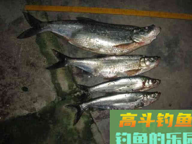 介绍一种万峰湖当地人钓翘嘴鱼的独特方法 介绍一种万峰湖当地人钓翘嘴鱼的独特方法