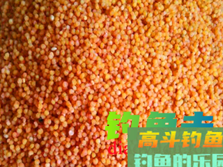 饵料加酒米钓鲫鱼 这样你钓过吗？