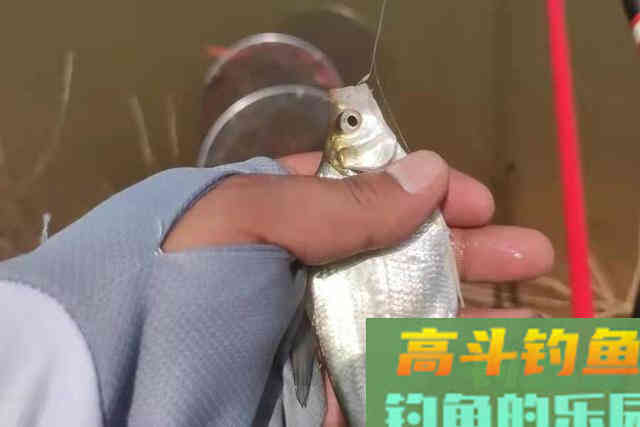 鳊鱼不大钓不过瘾？那是你没试过这3招