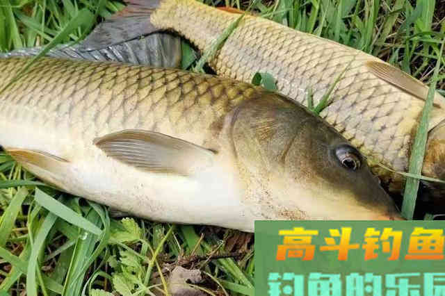 千辛万苦找钓位，殊不知大鲤鱼都藏在这