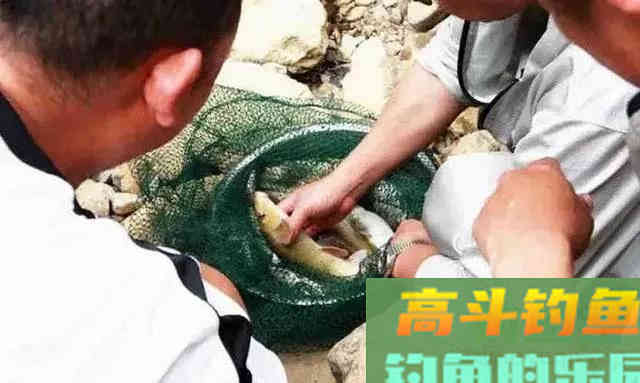 猪嘴鱼何时能重归而来 猪嘴鱼何时能重归而来