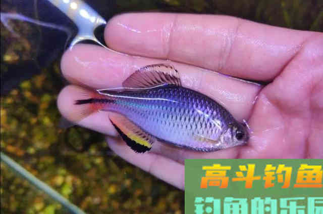 还在看不起&ldquo;屎光皮&rdquo;？论条5块，按斤上百，我冰箱中唯一的存鱼