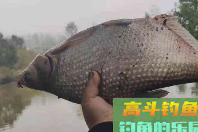 多亏及时发现这钓法,否则鳊鱼岂能乖乖入护 多亏及时发现这钓法,否则鳊鱼岂能乖乖入护
