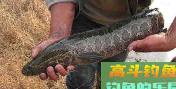 雷强黑鱼怎么钓？应该从鱼杆、拟饵、钓点、钓法入手