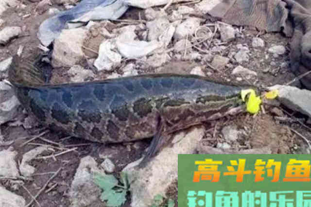 难怪黑鱼钓了一条又一条，原来老司机用了这绝活