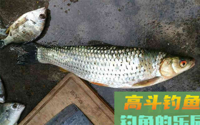赤眼鳟的钓法与技巧，此鱼眼睛上长有红斑，酷似草鱼