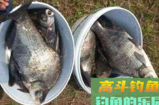 大鳊鱼按这么钓，钓了一尾又一尾，不愁上鱼不够快