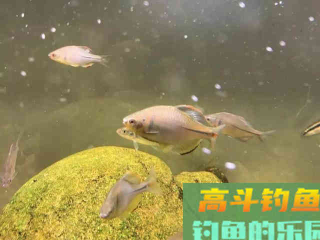 还在看不起&ldquo;屎光皮&rdquo;？论条5块，按斤上百，我冰箱中唯一的存鱼