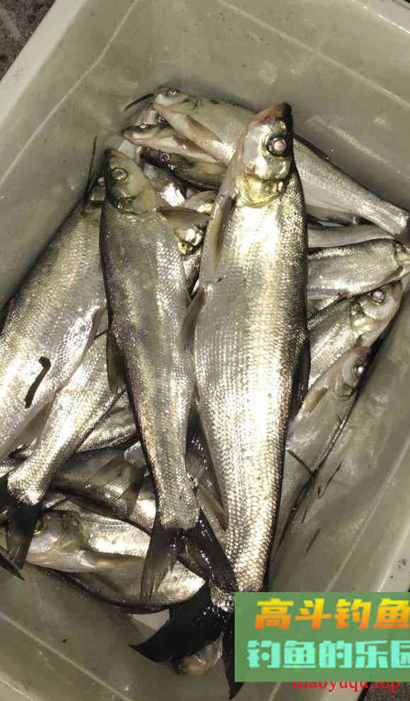 秋季钓翘嘴攻略，根据时段找钓位，特种钓法分享
