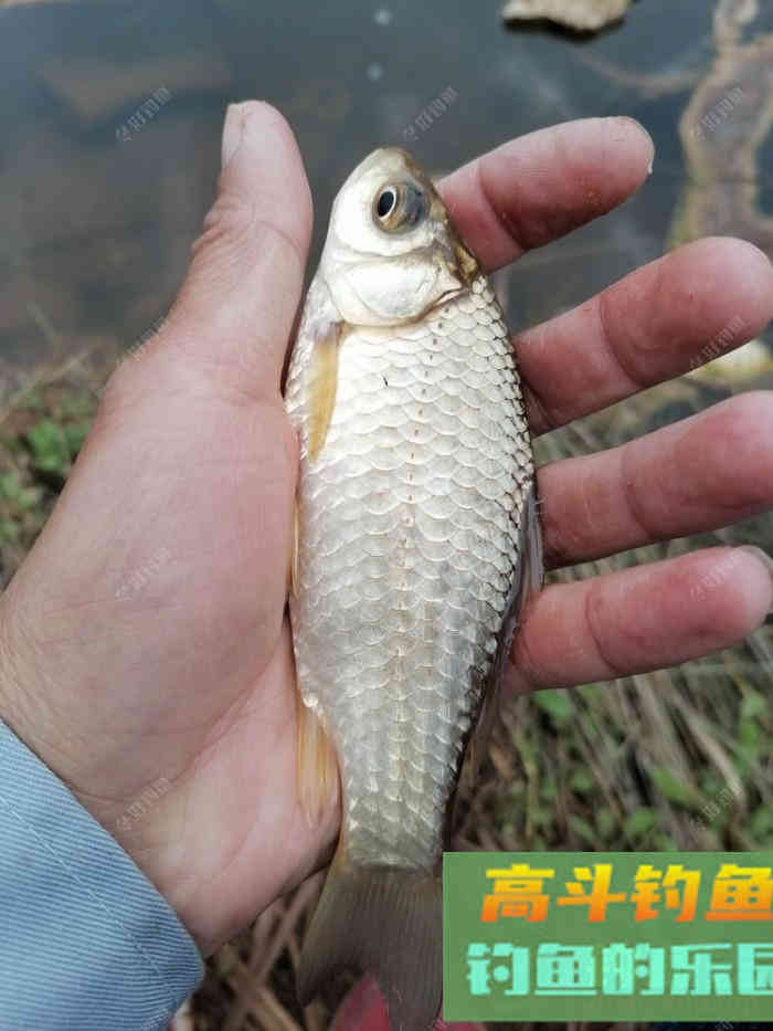 鲫鱼口轻，不好钓？看看老钓友怎么钓