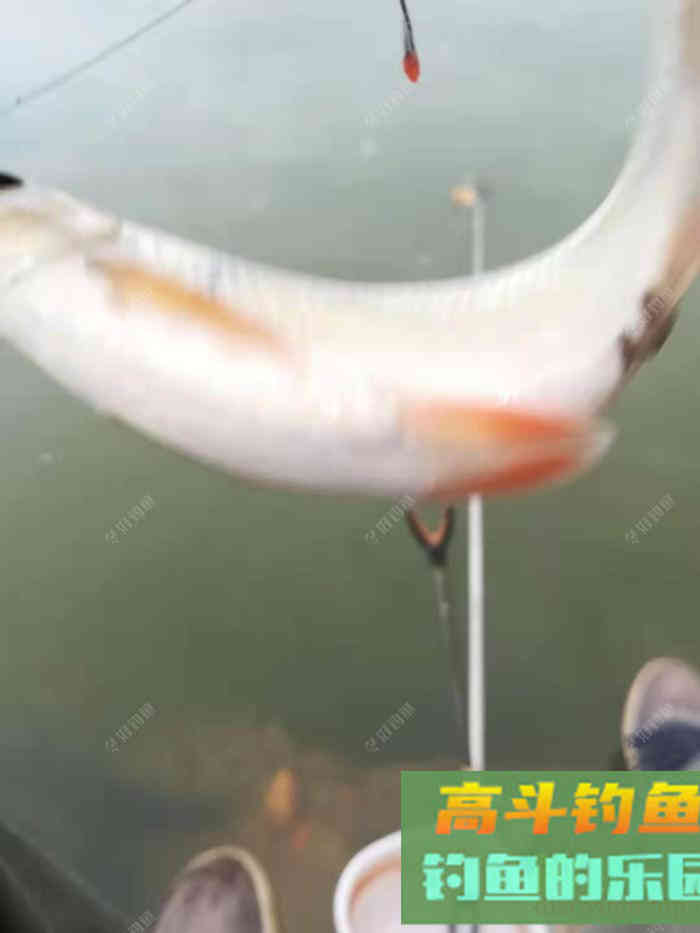 南方罗非鱼，土鲮如何钓？这样钓收获满满的