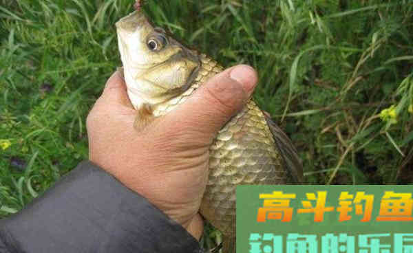 过了白露钓鲫鱼,用这两种方法,助你连竿上鱼 过了白露钓鲫鱼,用这两种方法,助你连竿上鱼