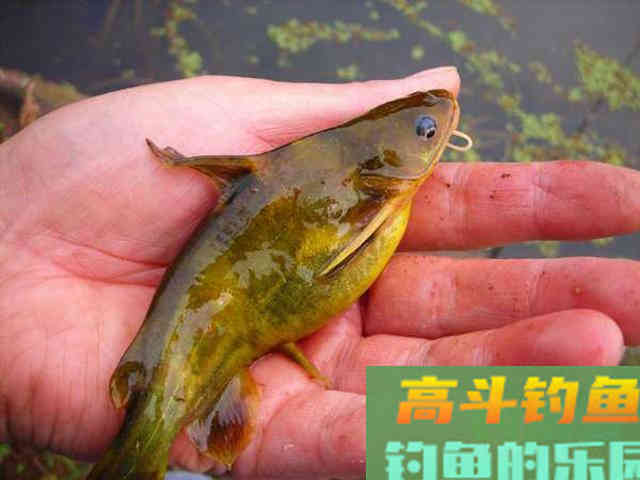 钓黄辣丁掌握好三个时机，四种钓法，一项注意