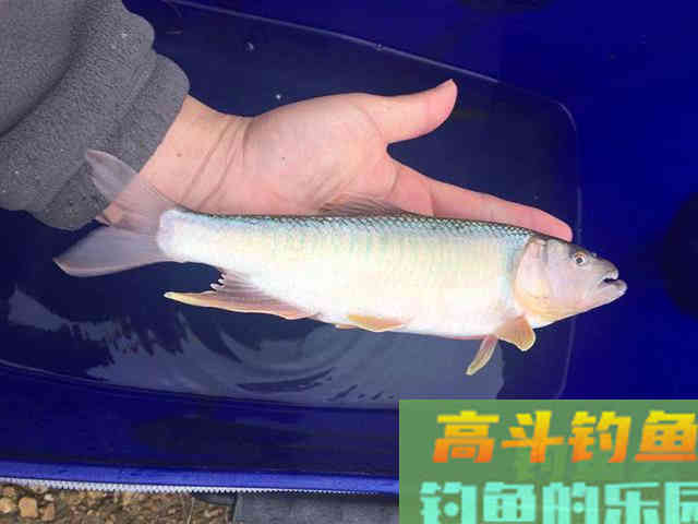 马口鱼怎么钓?比如蚂蟥钓法、苍蝇钓法、虾饵钓法等 马口鱼怎么钓?比如蚂蟥钓法、苍蝇钓法、虾饵钓法等