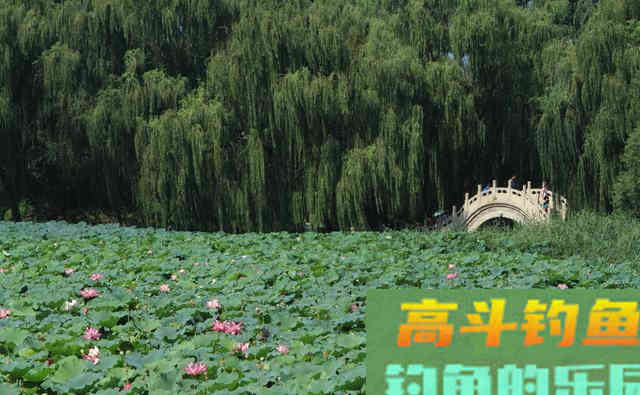 冬季大鲫鱼好钓?谣言!不注意3点,大板鲫和你无缘 冬季大鲫鱼好钓?谣言!不注意3点,大板鲫和你无缘