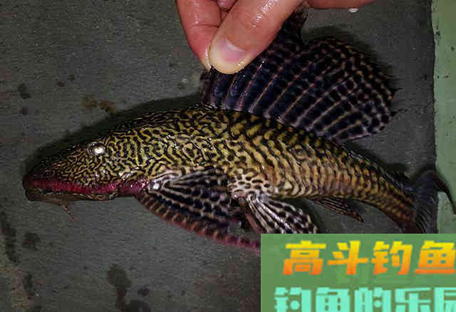 方能避开这种“臭名昭著”的鱼 方能避开这种“臭名昭著”的鱼