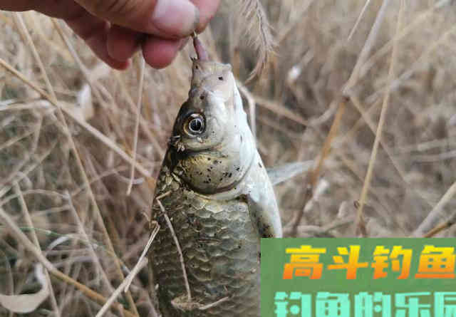 天冷钓鱼要多逗,鲫鱼经不起这诱惑 天冷钓鱼要多逗,鲫鱼经不起这诱惑
