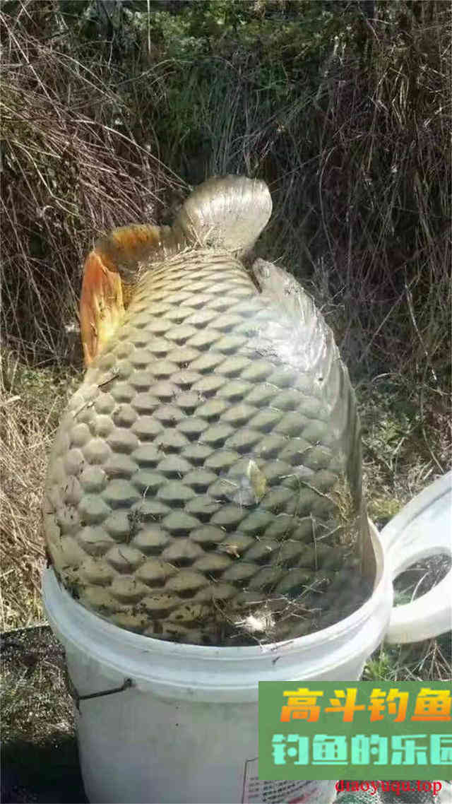 夏天钓大鲤鱼全攻略,找藏身处爆护不难,附自制饵料配方 夏天钓大鲤鱼全攻略,找藏身处爆护不难,附自制饵料配方