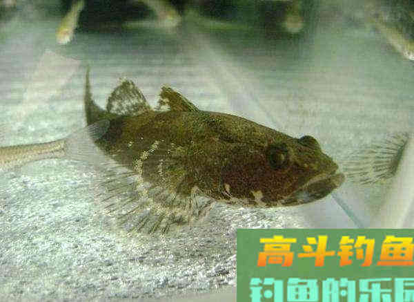 我们叫它沙鸡，但想钓它却很难，如何钓沙塘鳢