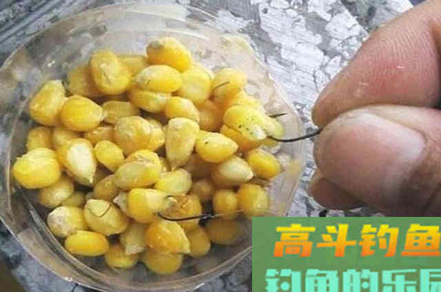 夏季户外野钓鲤鱼的技巧和方法分享 夏季户外野钓鲤鱼的技巧和方法分享