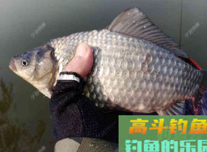 冬钓大鲫气温与鱼性和水深浅定位，窝饵与酒米作用