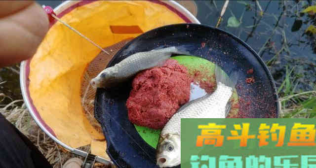 秋钓大鲫鱼，这三招偷偷告诉你，渔获轻松翻倍