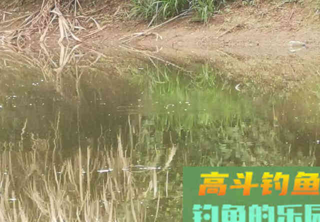 夏天钓鲤鱼认准这3种钓位，你肯定能比别人钓得多